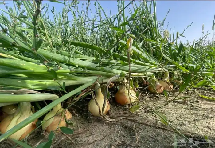 ماشاء الله تبارك الله نخب اول وفاخر 3