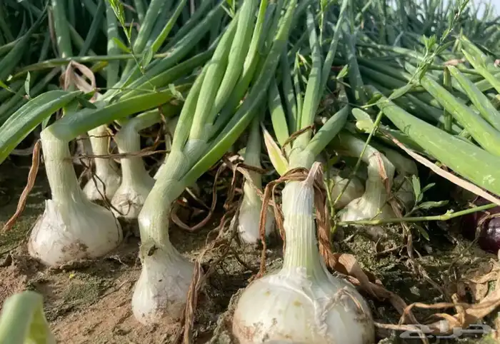 ماشاء الله تبارك الله نخب اول وفاخر 2