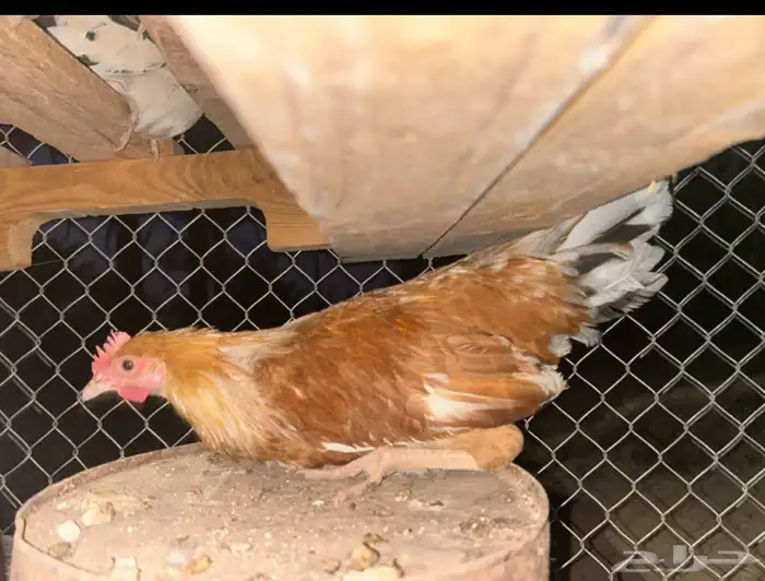 دجاجتين وديك بياض دجاجتين فرنسي وديك فيومي علا اسوم 1