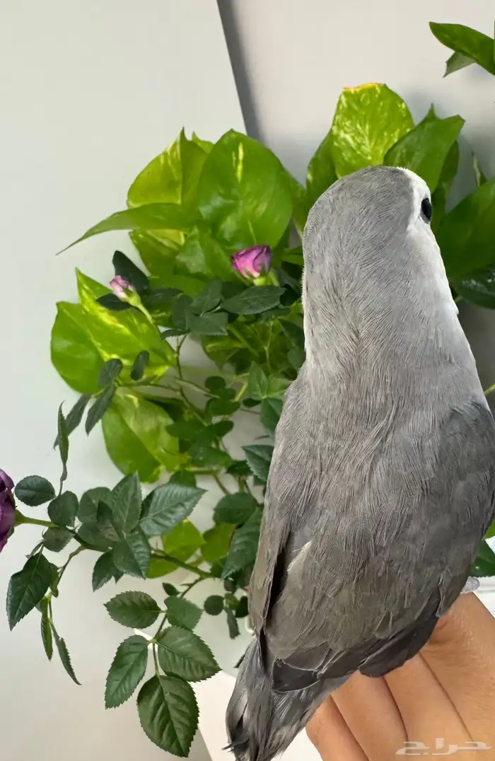 ببغاء روز اليف 3