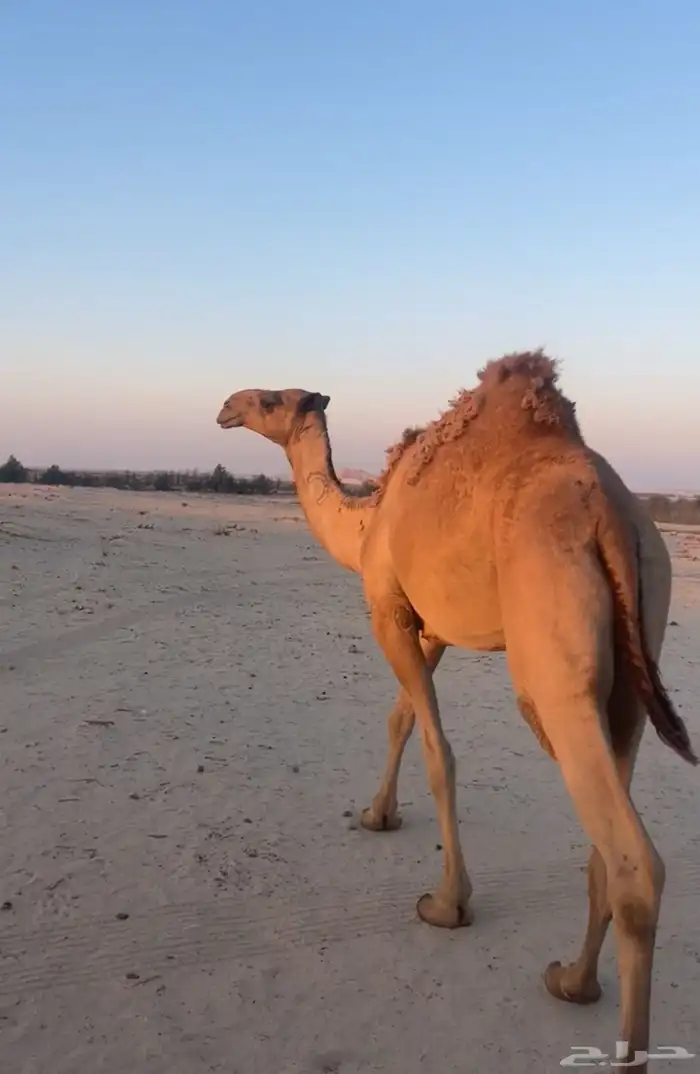 للبيع ناقه ثنيه 1