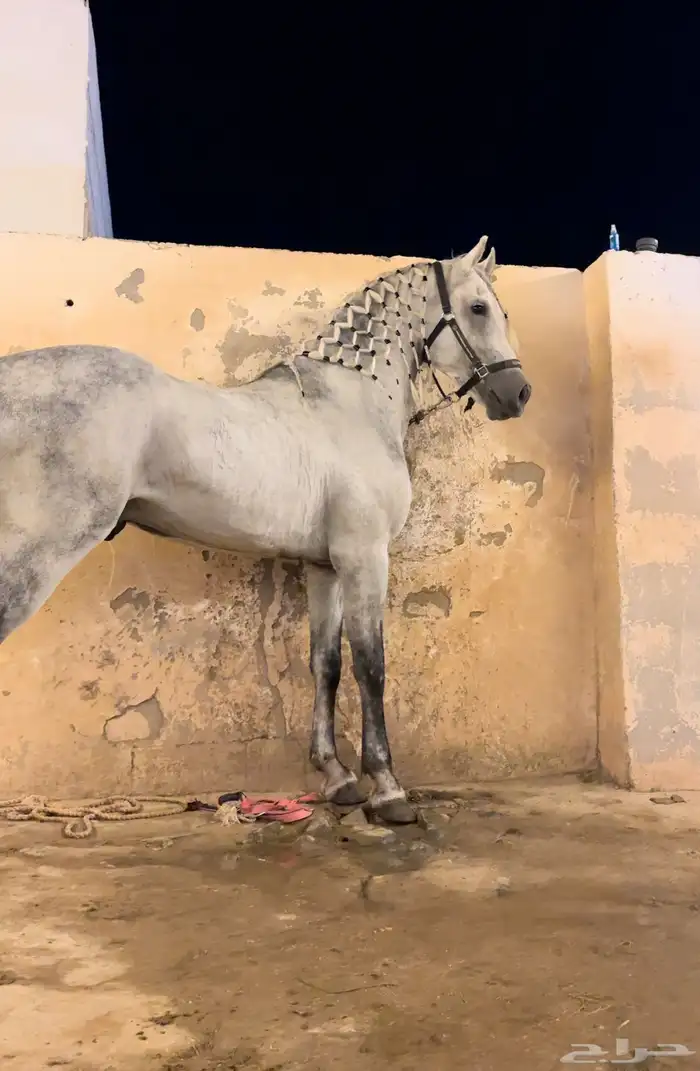 حصان فريزيان  مصري 5