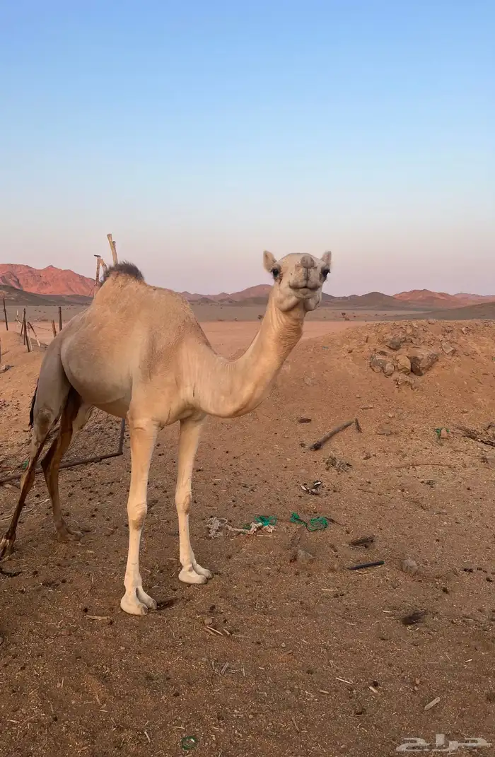 ناقه مهجنه راكض بيدها 0