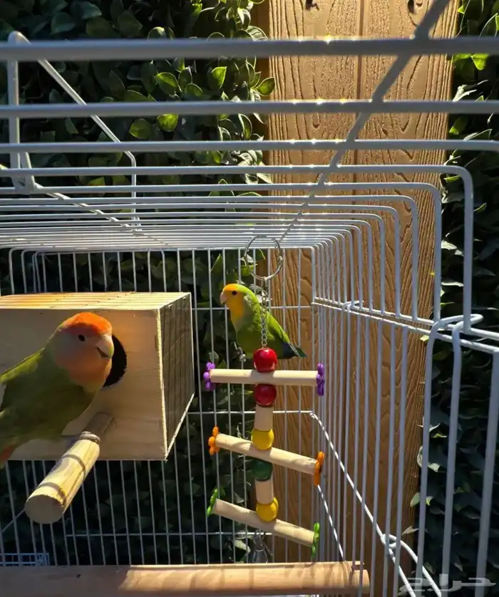 جوز روز غير اليف 0