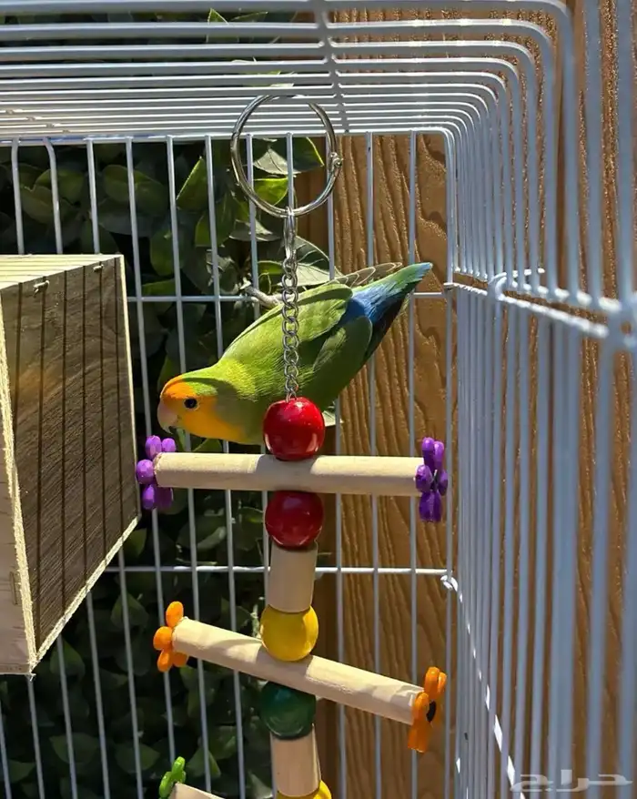 جوز روز غير اليف 1