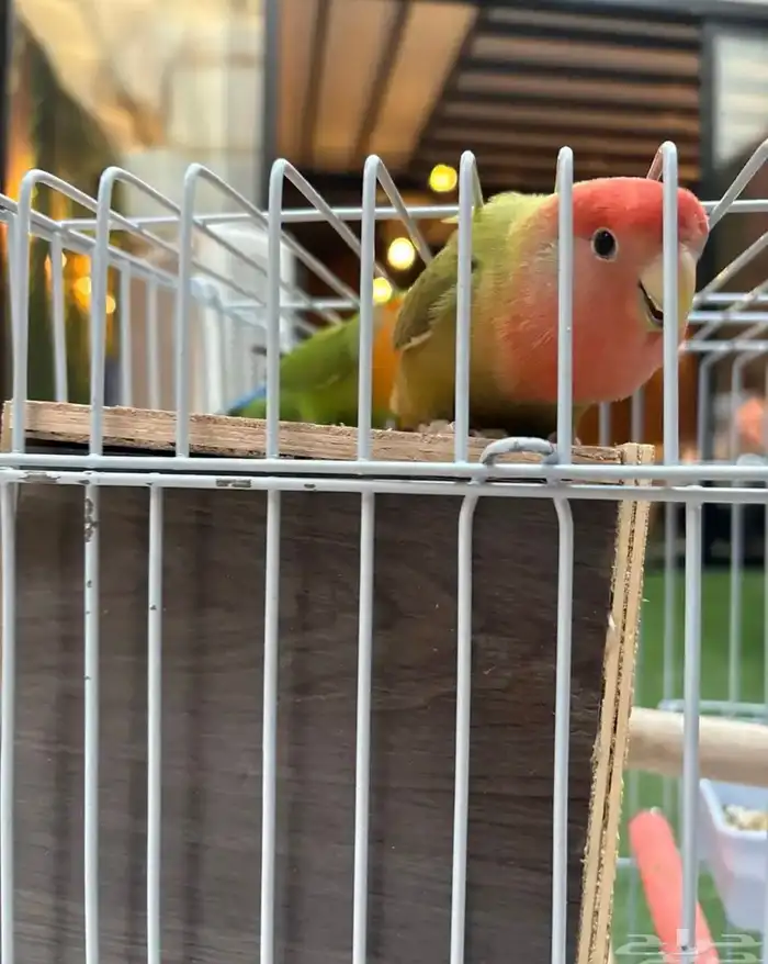 جوز روز غير اليف 3