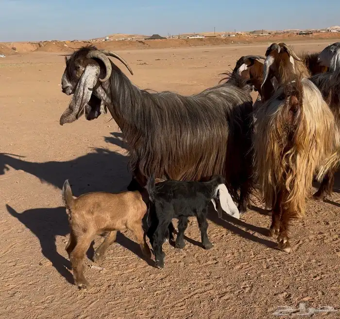 معزا عوارض دفيع 0