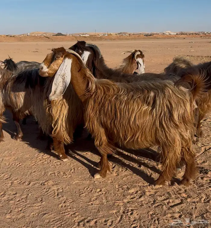 معزا عوارض دفيع 4