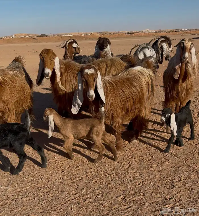 معزا عوارض دفيع 1