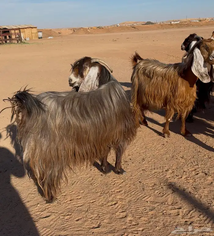 معزا عوارض دفيع 7