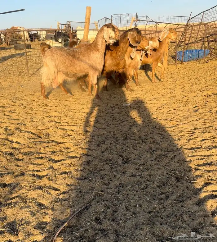 ماعز مصريات صفر اصل اجروم 1