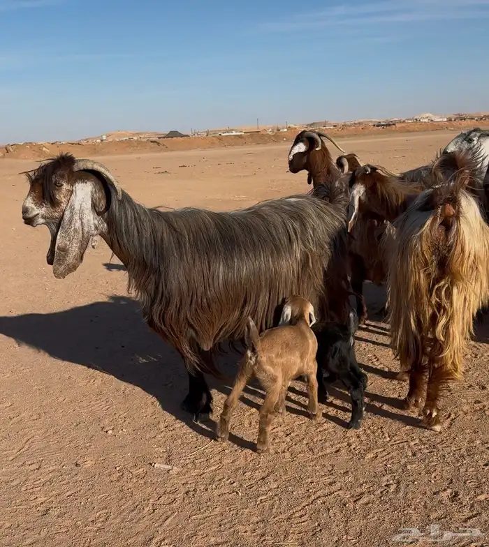 معزا عوارض دفيع 6