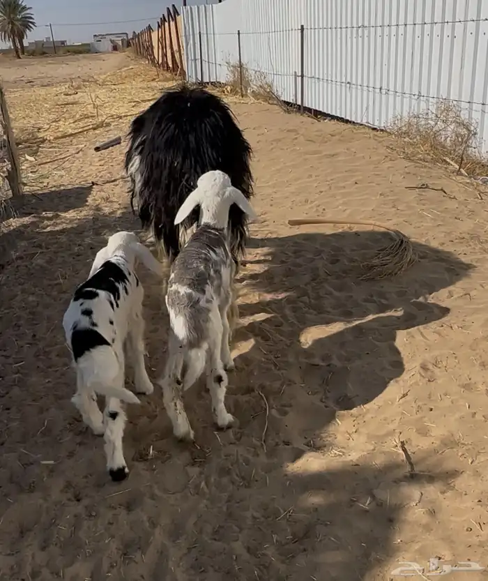 نجدية تحتها خروف ورخل 0