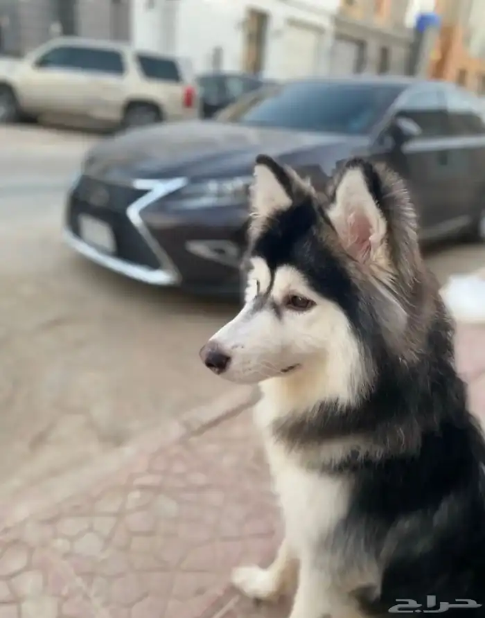 كلب هاسكي ذكر 0