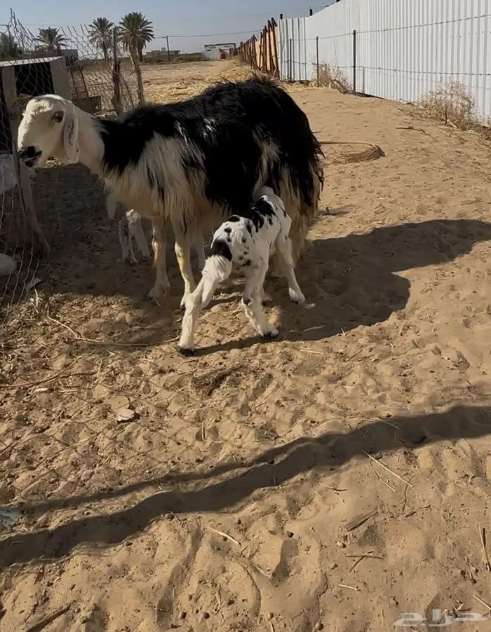 نجدية تحتها خروف ورخل 1