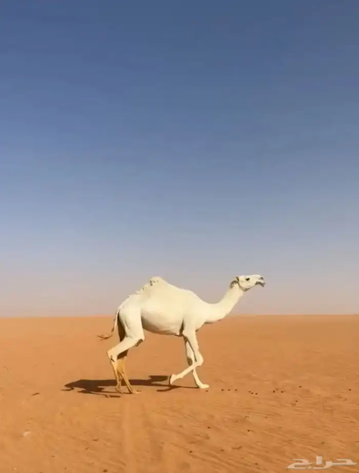 لقيه وضحاء رمانيه 2