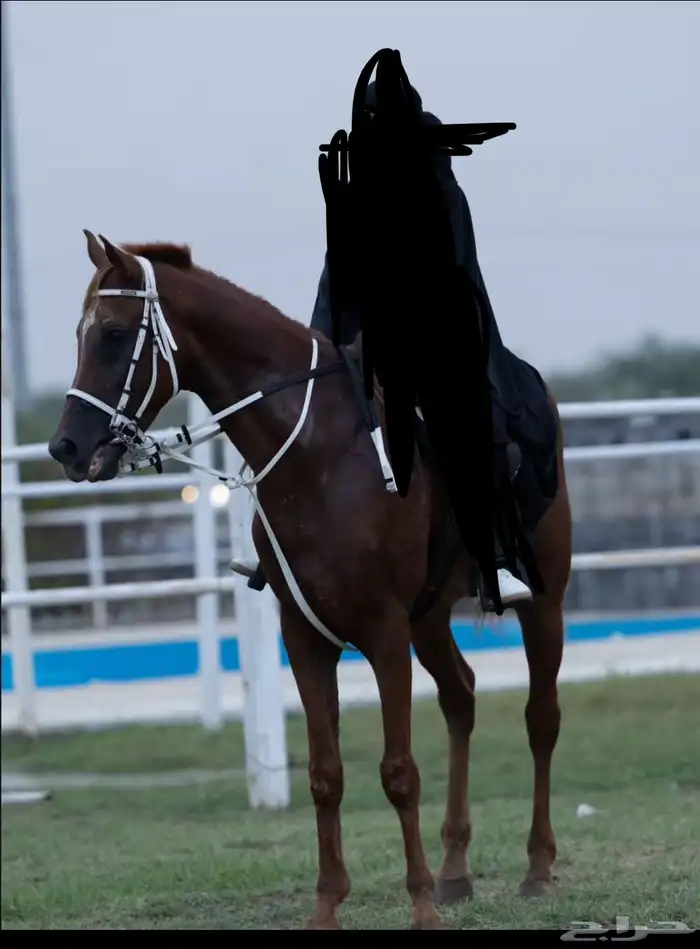 حصان شعبي شيخ 1