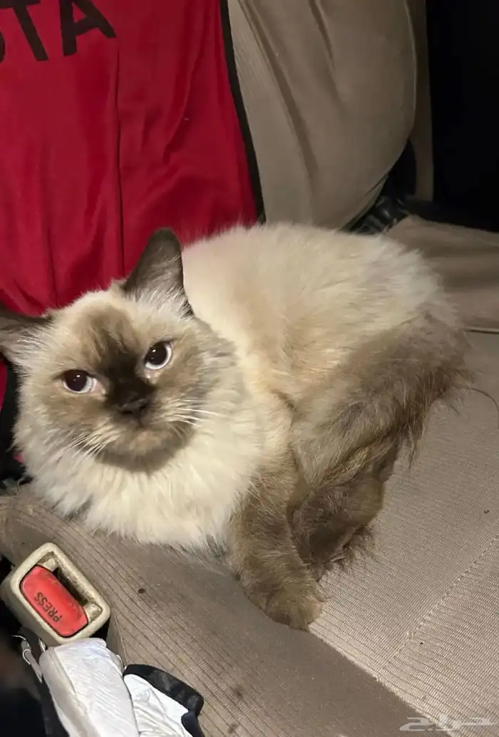 قط هملايا أنثى 0