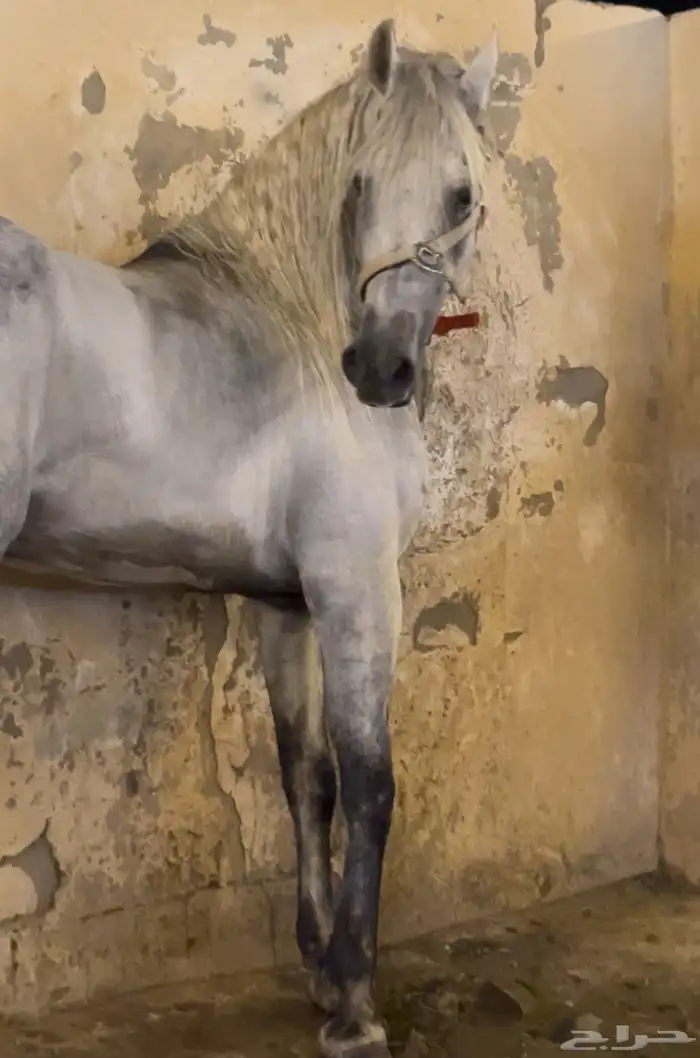 حصان فريزيان  مصري 4