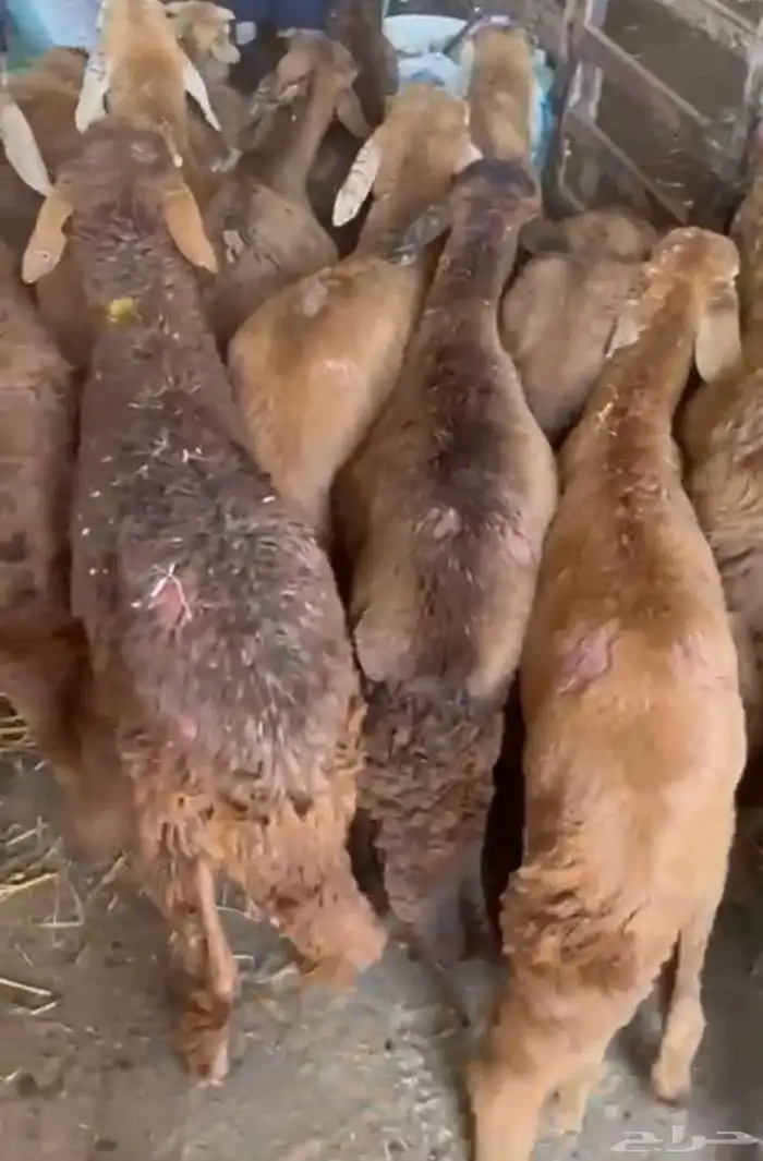 سواكن مرآبي تنصفط كلهن جذعان 5