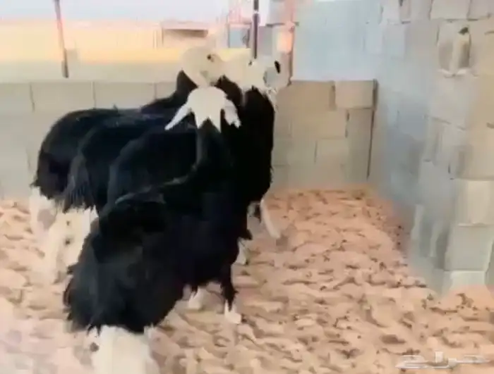 اللبيييع جذعات نجد كفو عددهم (4) 0