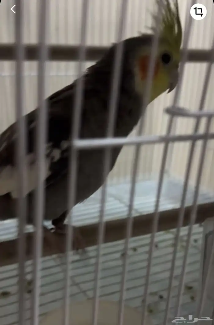 ببغاء. كاروان. انثى. اليف. واسمه. ليونه. ابي. فيه. 500 0