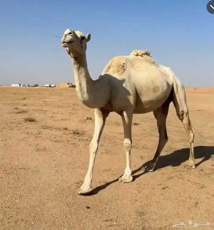 للبيع لقحه 0