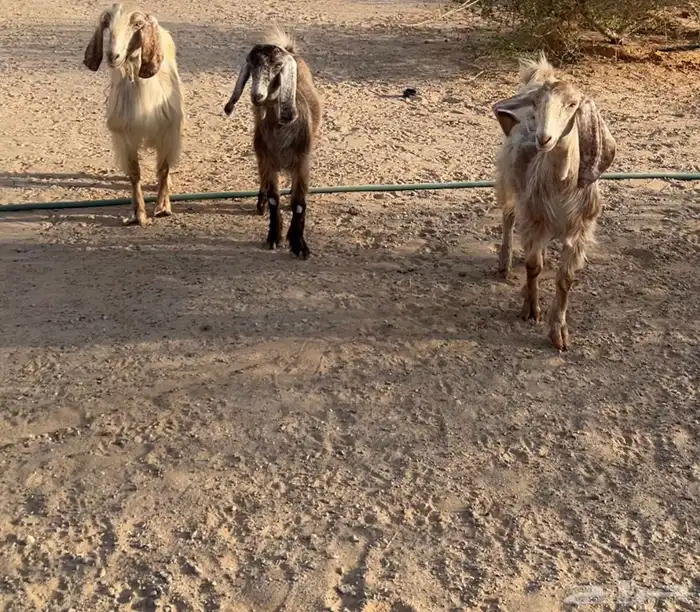 عنز وعناقين للبيع 1