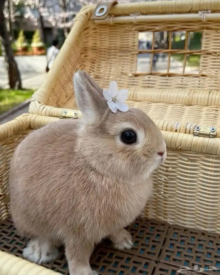 أرانب شانشلا كيوت 0