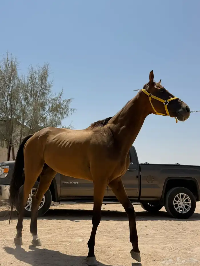 حصانين انجليزيات مسجلات 0