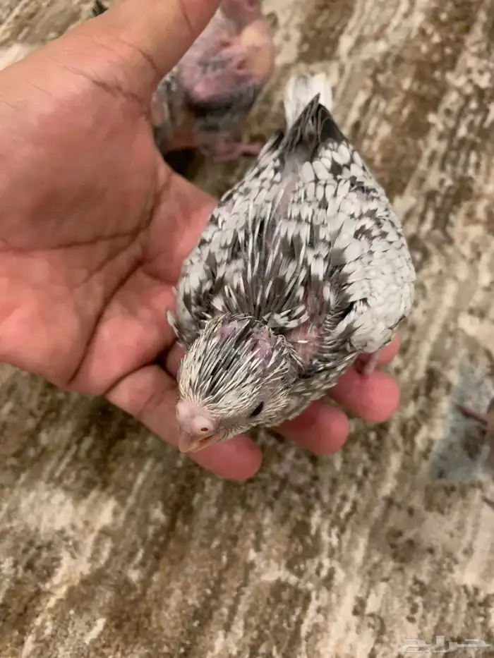 فروخ كروان للبيع 6