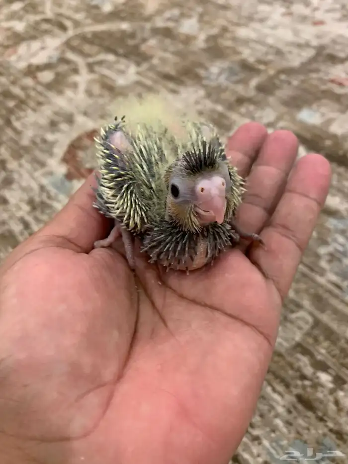 فروخ كروان للبيع 1