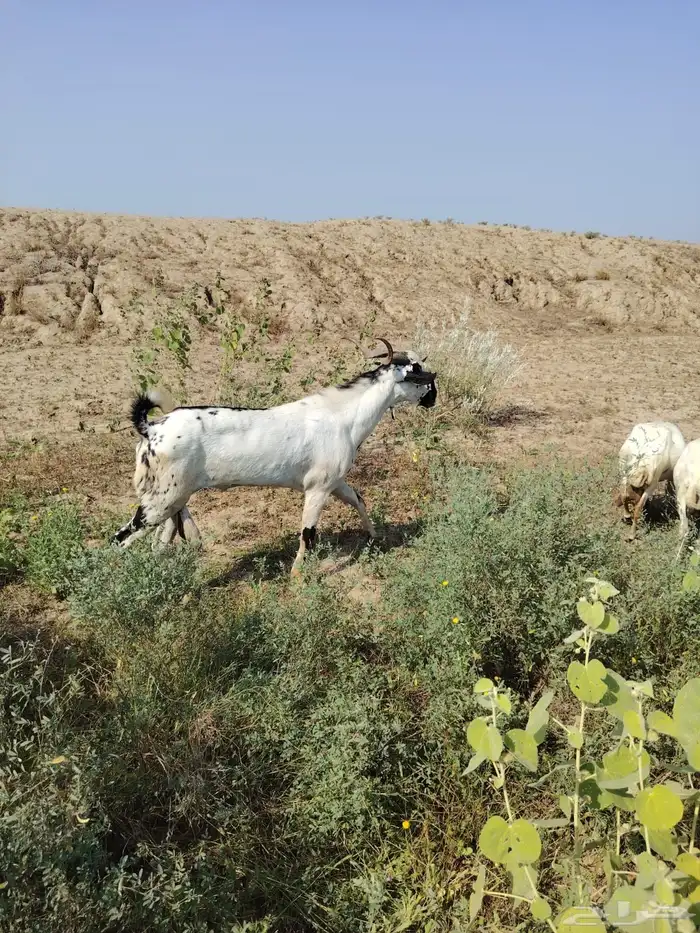 تيس بيشي صنف للبيع 3