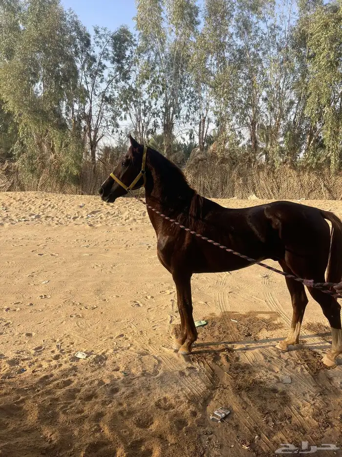 خيل شعبي 0