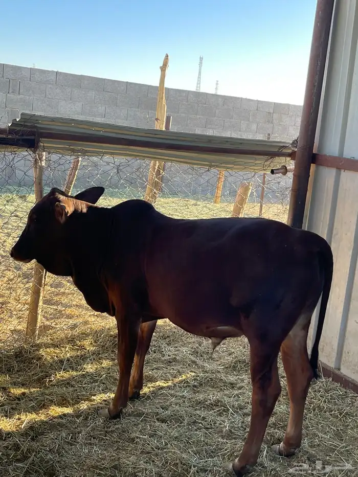 2 ثيران بلدي 1