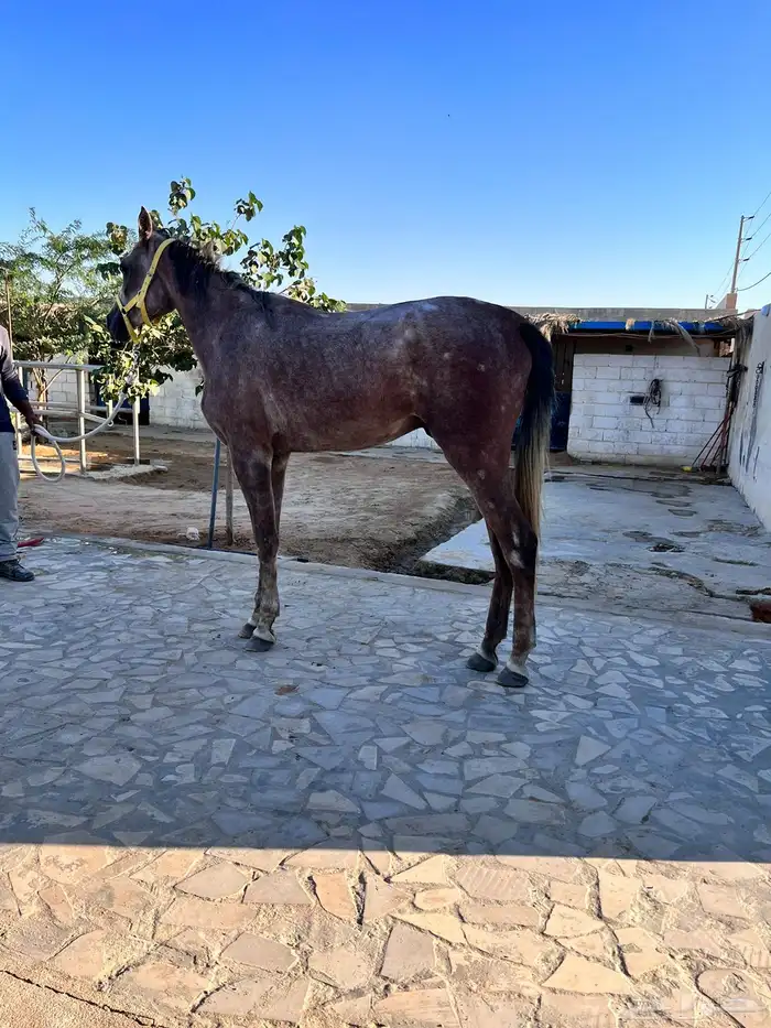 حصان عربي واهو للبيع 4