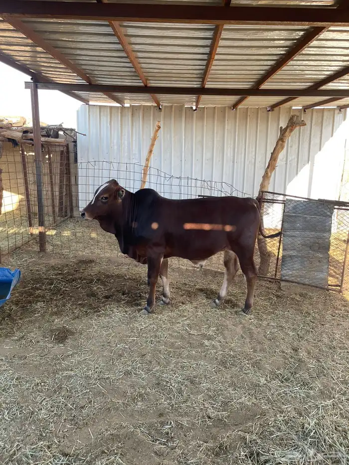 2 ثيران بلدي 0