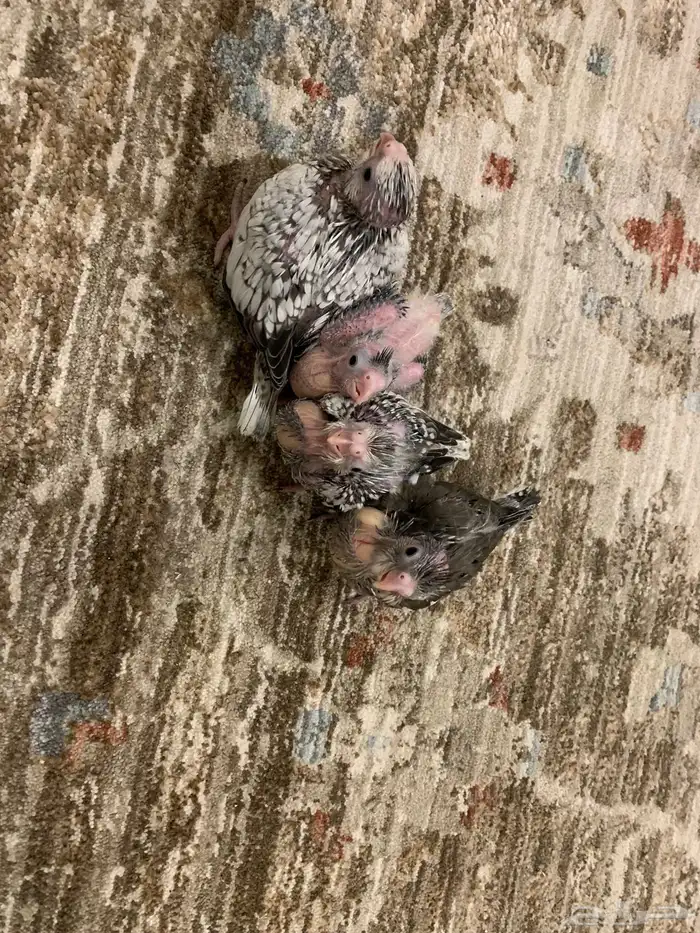 فروخ كروان للبيع 3