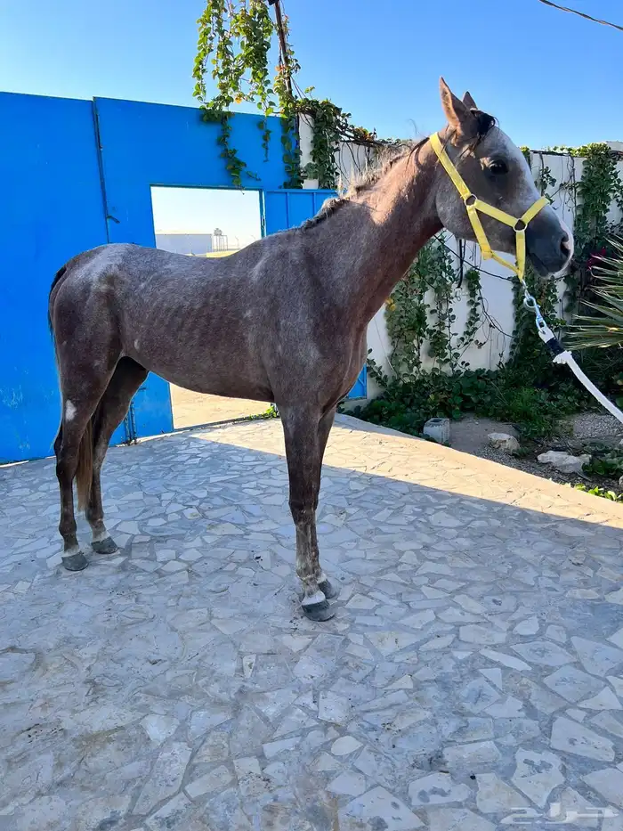 حصان عربي واهو للبيع 5