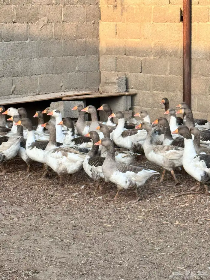 وز بلدي للبيع 2