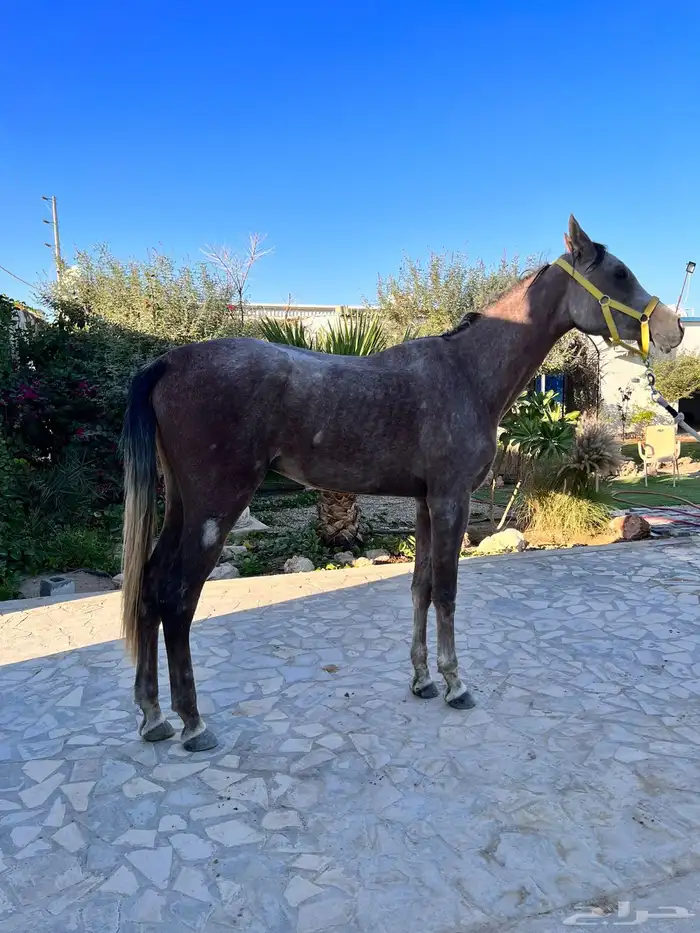 حصان عربي واهو للبيع 3