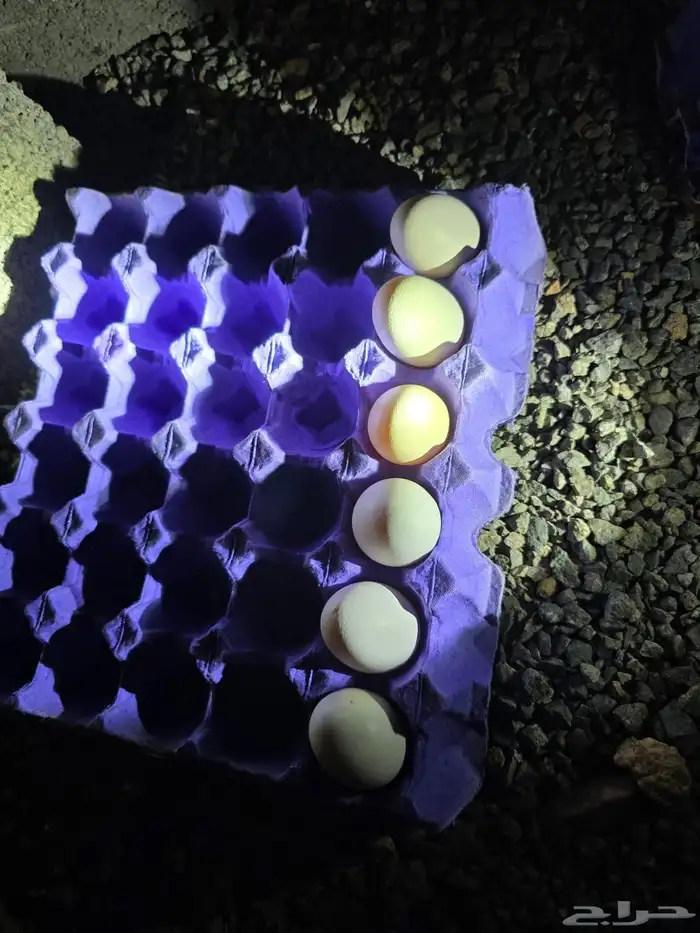 بيض دجاج شامو ياباني مخصب 0