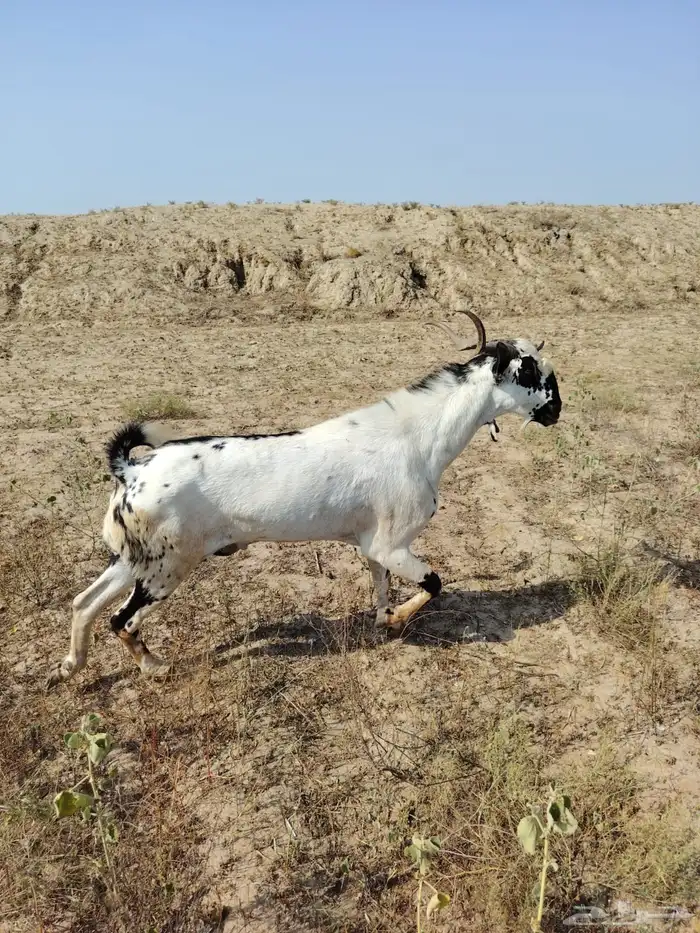 تيس بيشي صنف للبيع 4