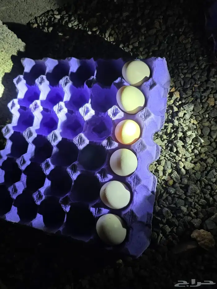 بيض دجاج شامو ياباني مخصب 1