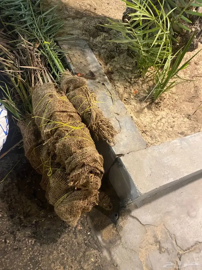 فسيل فسائل نخل شيشي وخلاص ( إخلاص) 0