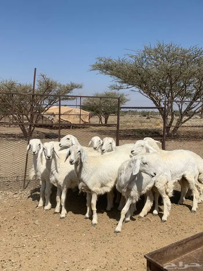 رخال حريه صنف 0