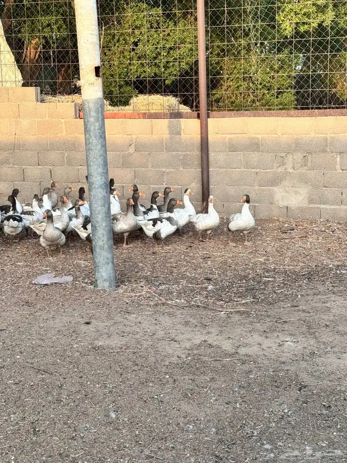 وز بلدي للبيع 4