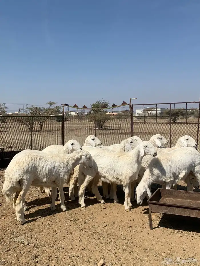 رخال حريه صنف 2