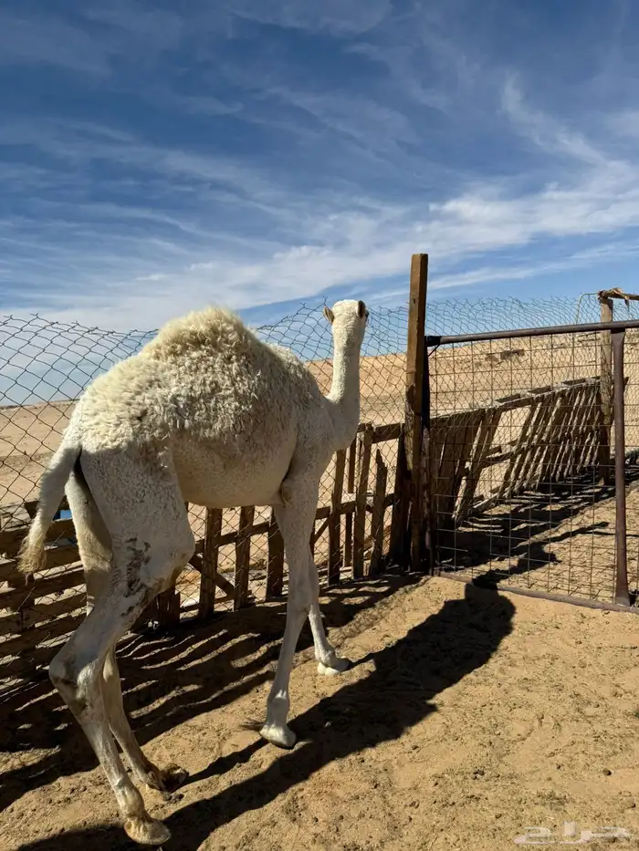 حاشي بكرة برية كفو جدا 1