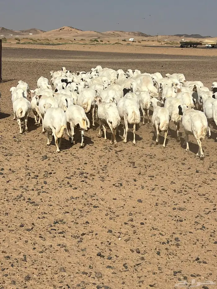 غنم رفيديات 0